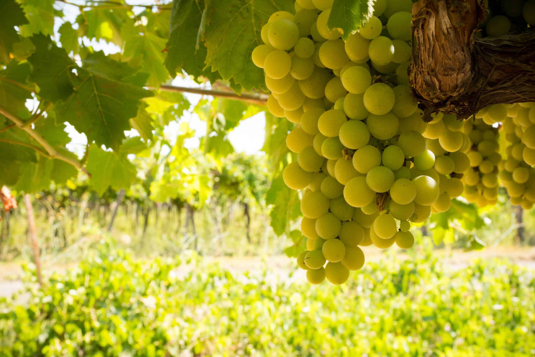 Pinot Grigio – Frisk hvidvin fra Italien