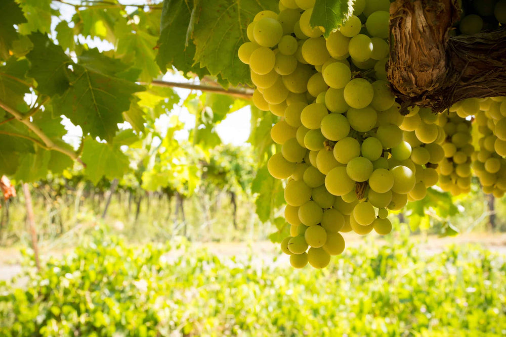 Vine fra Pinot Grigio